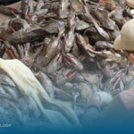 ikan sapu sapu peluang bisnis