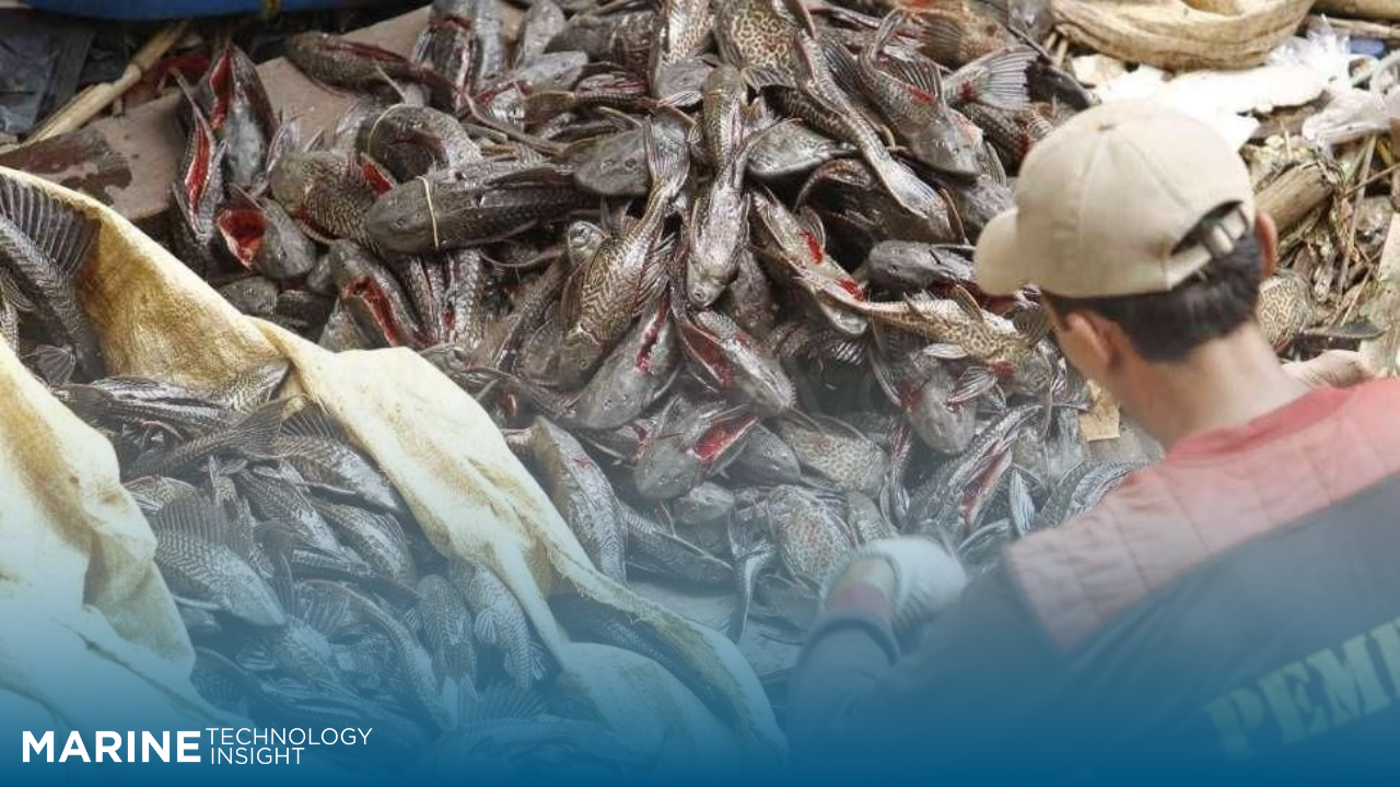 Dianggap Hama di RI, Apakah Ikan Sapu-Sapu Bisa Jadi Peluang Bisnis?