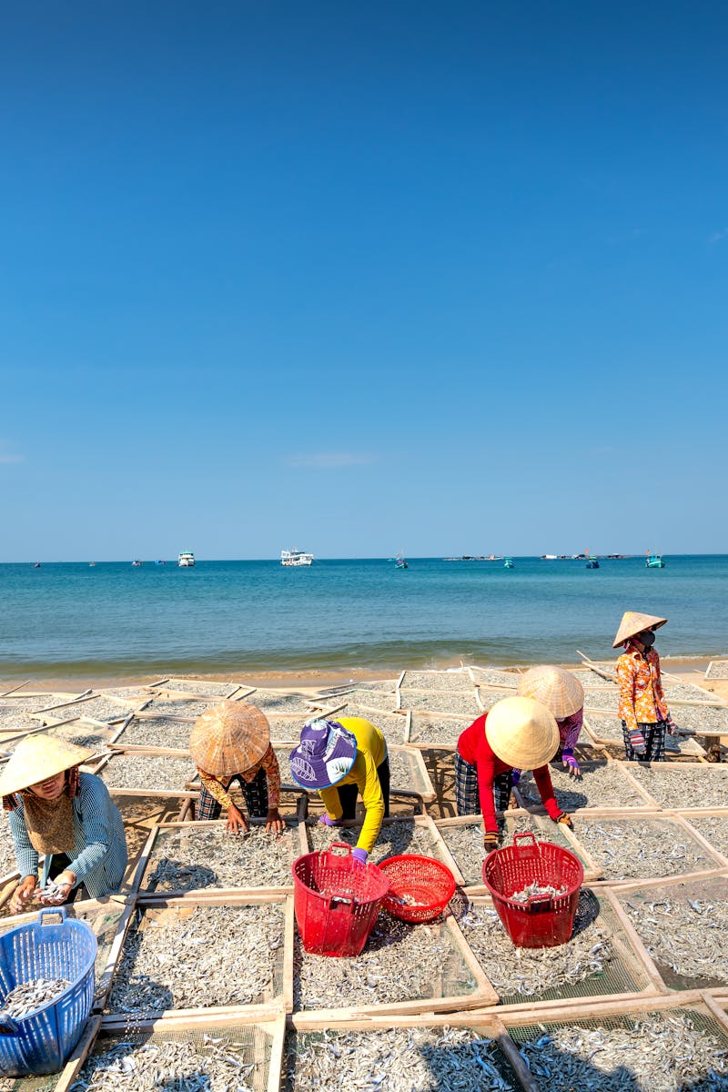 Workers sorting fish under the sun in a coastal area, showcasing traditional fishing methods.